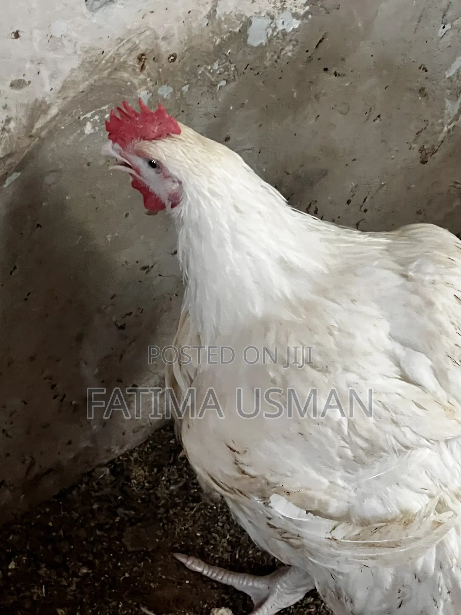 Broiler Chicken