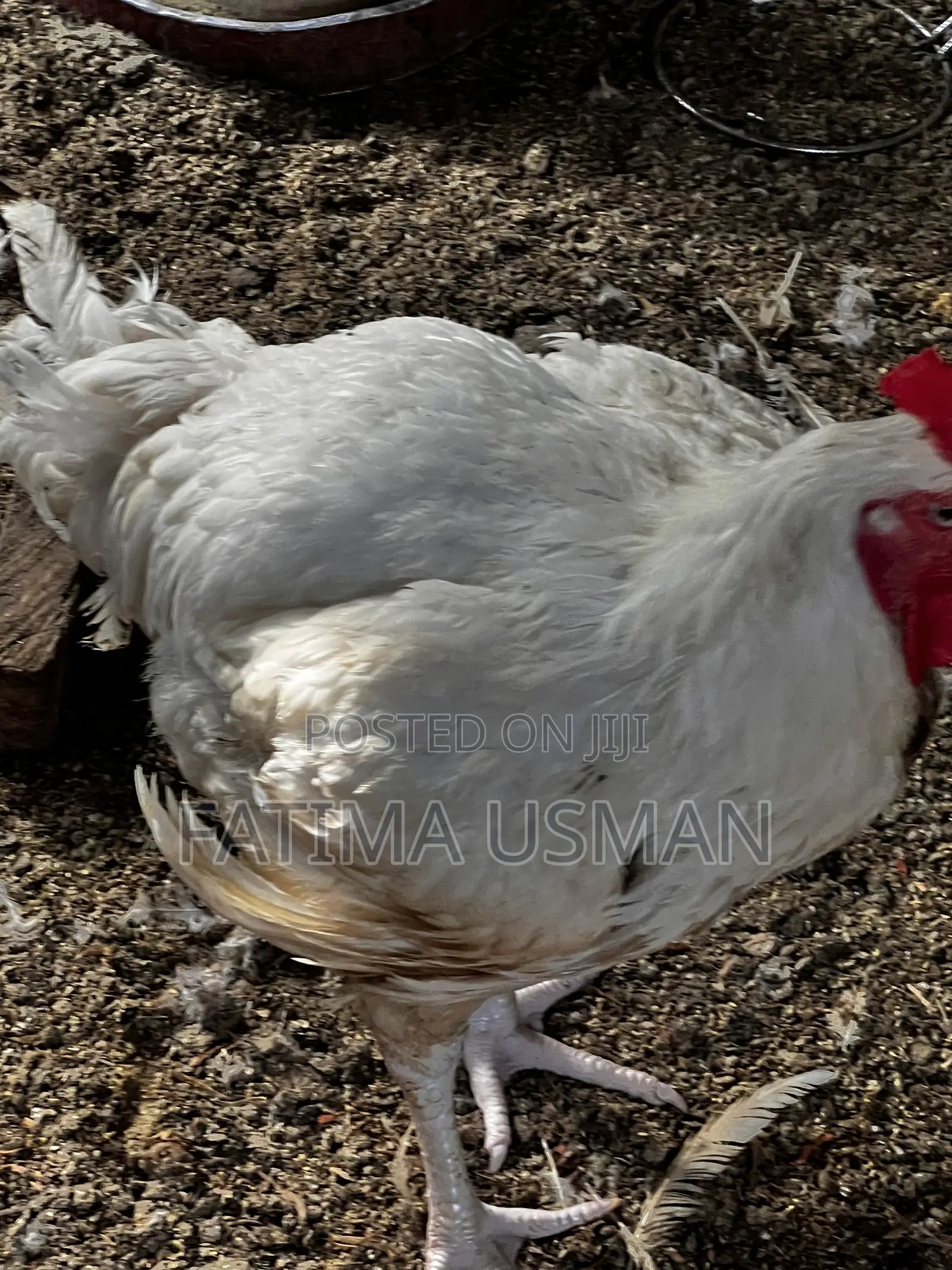 Broiler Chicken