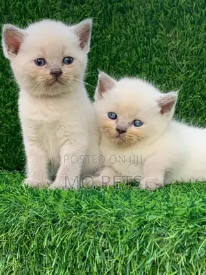 1-3 months Female Purebred British Shorthair
