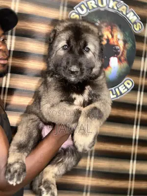 1-3 months Male Purebred Caucasian Shepherd