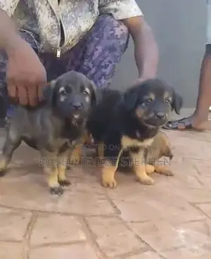 1-3 months Male Purebred German Shepherd