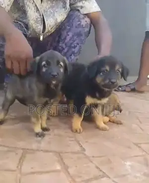 1-3 months Male Purebred German Shepherd