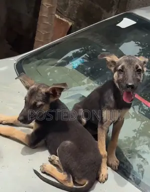 3-6 months Female Purebred German Shepherd
