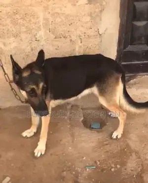 1+ year Female Purebred German Shepherd