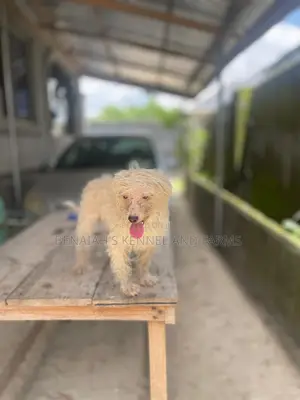 1+ year Male Purebred Lhasa Apso