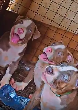 3-6 months Male Purebred American Bully