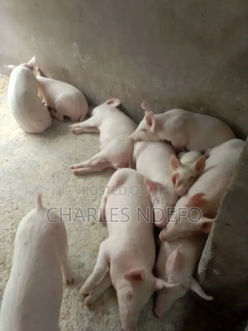 Exotic Piglets