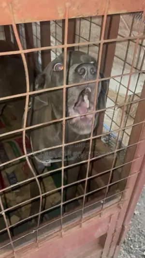 3-6 months Female Purebred Cane Corso