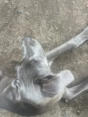 3-6 months Female Purebred Cane Corso