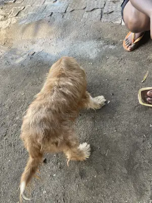 6-12 months Female Purebred Lhasa Apso