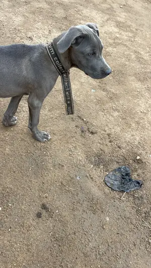 3-6 months Female Purebred Cane Corso