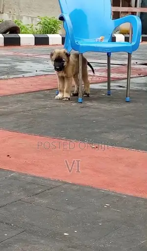 1-3 months Female Purebred Caucasian Shepherd