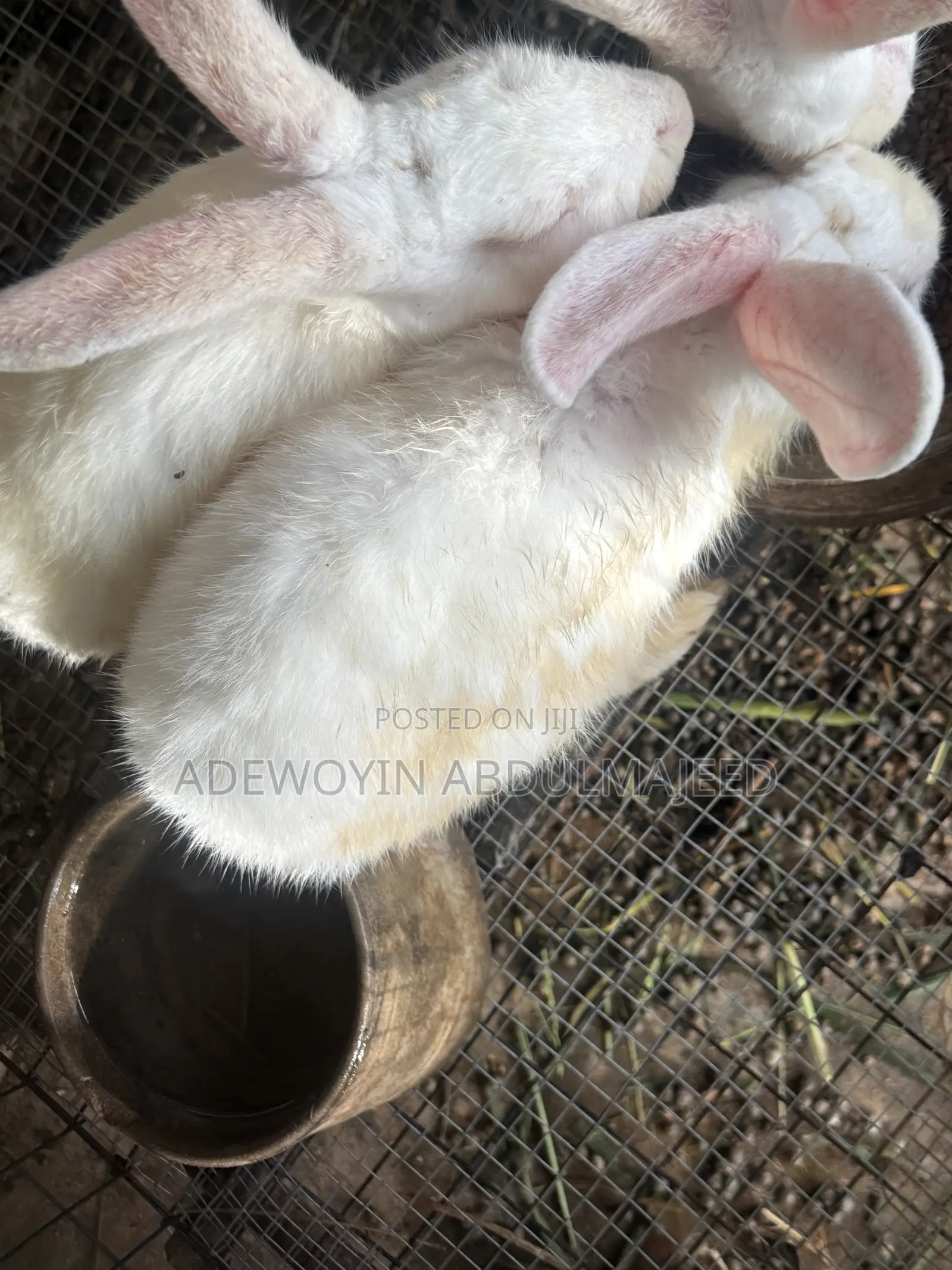 Matured Rabbits