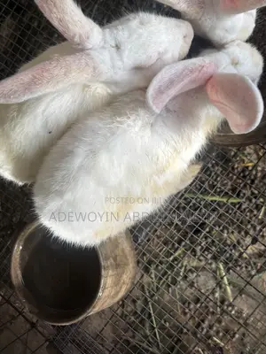 Matured Rabbits