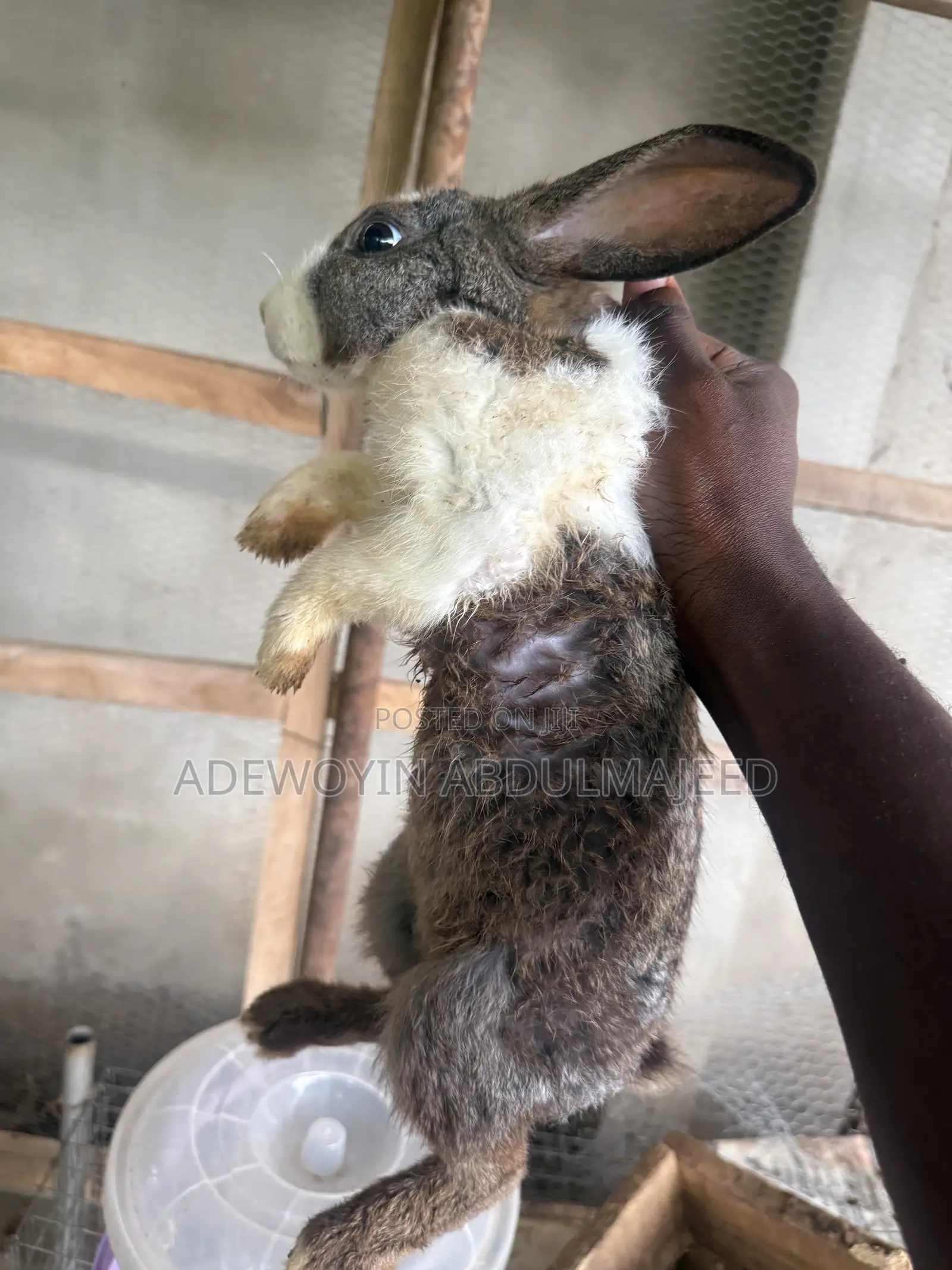 Matured Rabbits