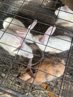 Matured Rabbits