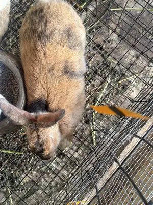 Matured Rabbits