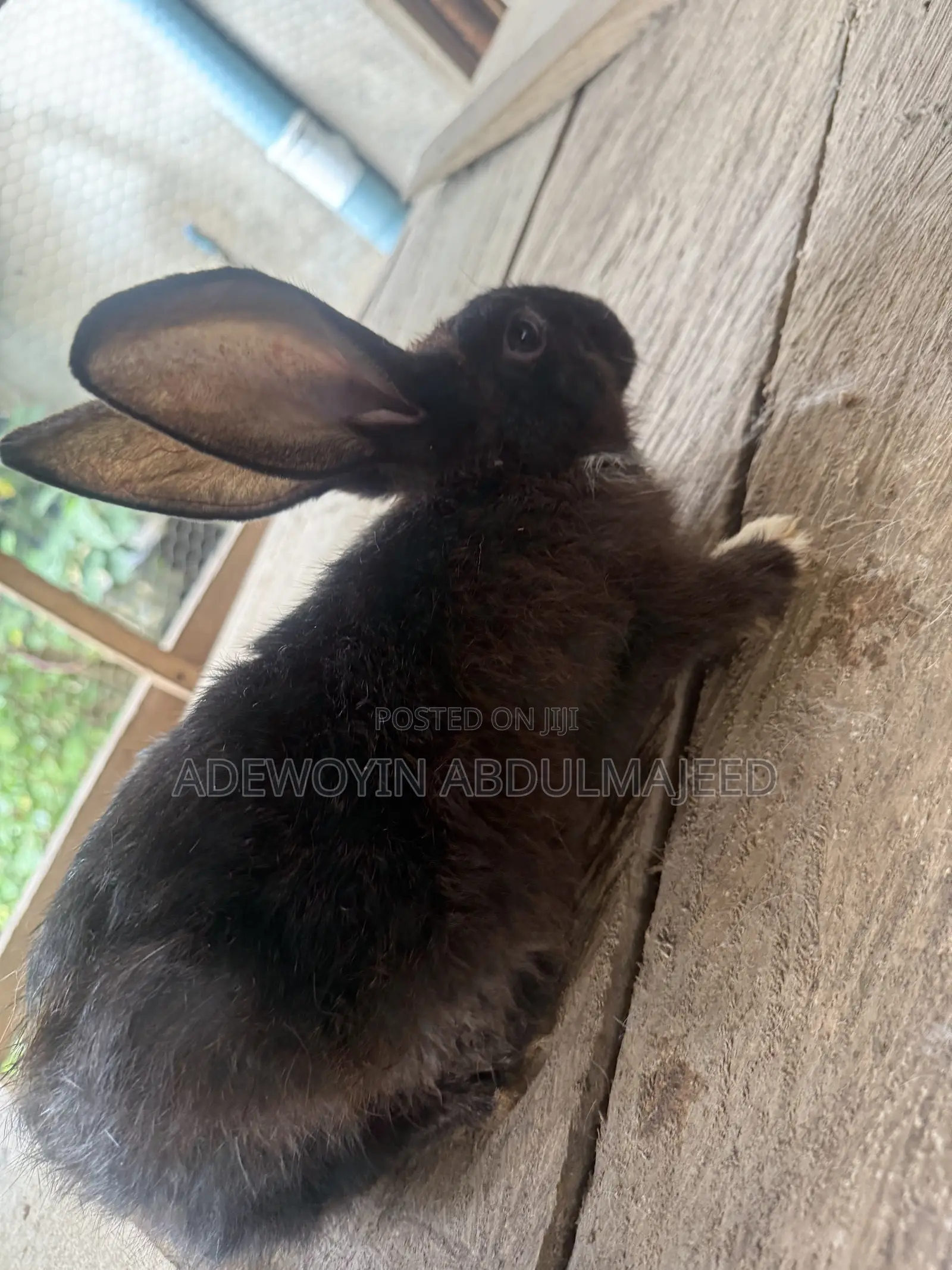 Matured Rabbits