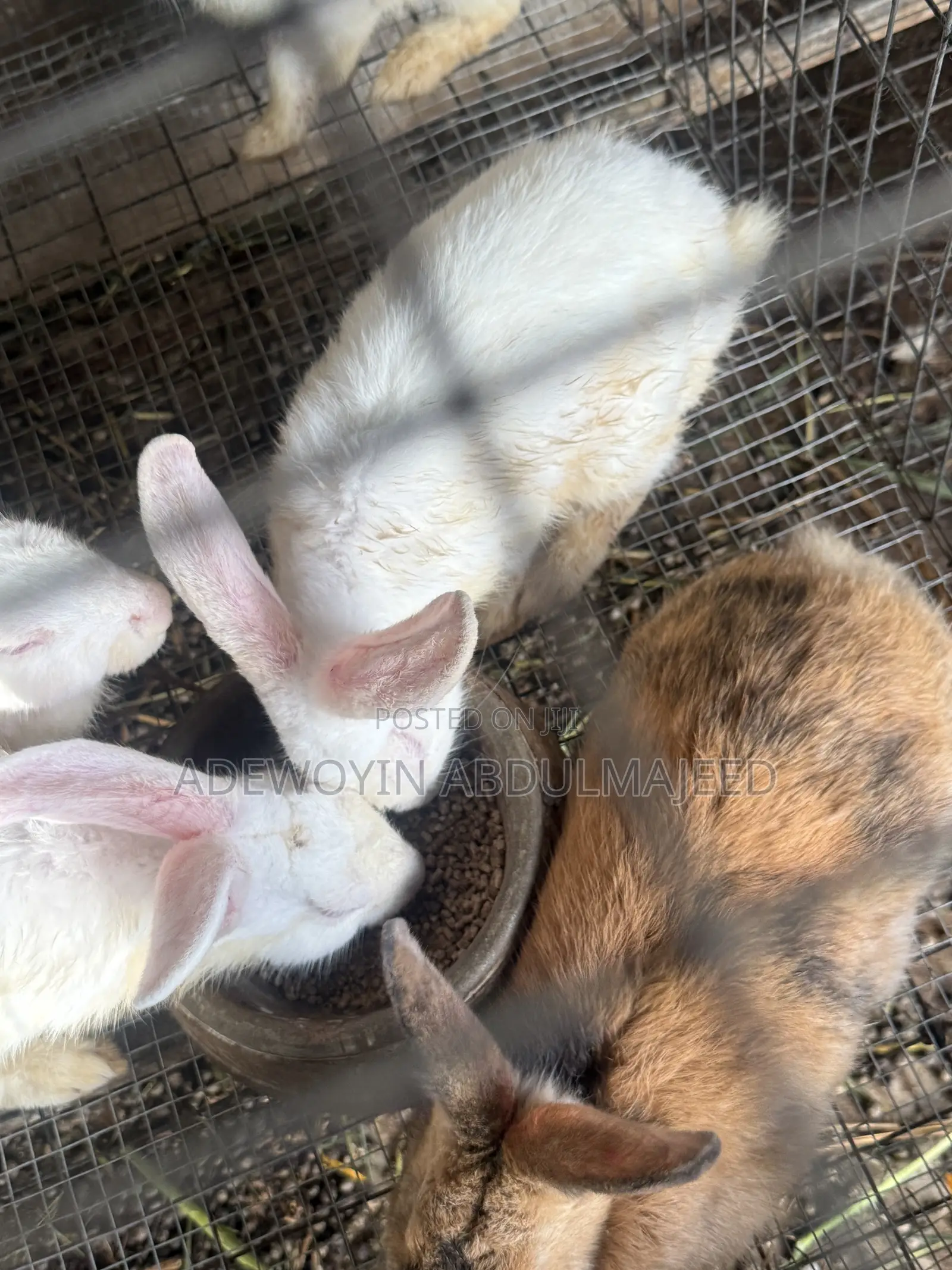Matured Rabbits