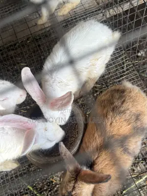 Matured 6 Months Old Rabbit