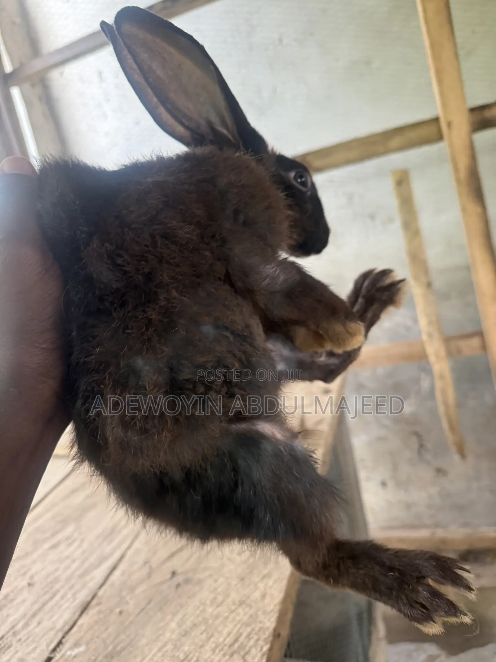 Matured Rabbits