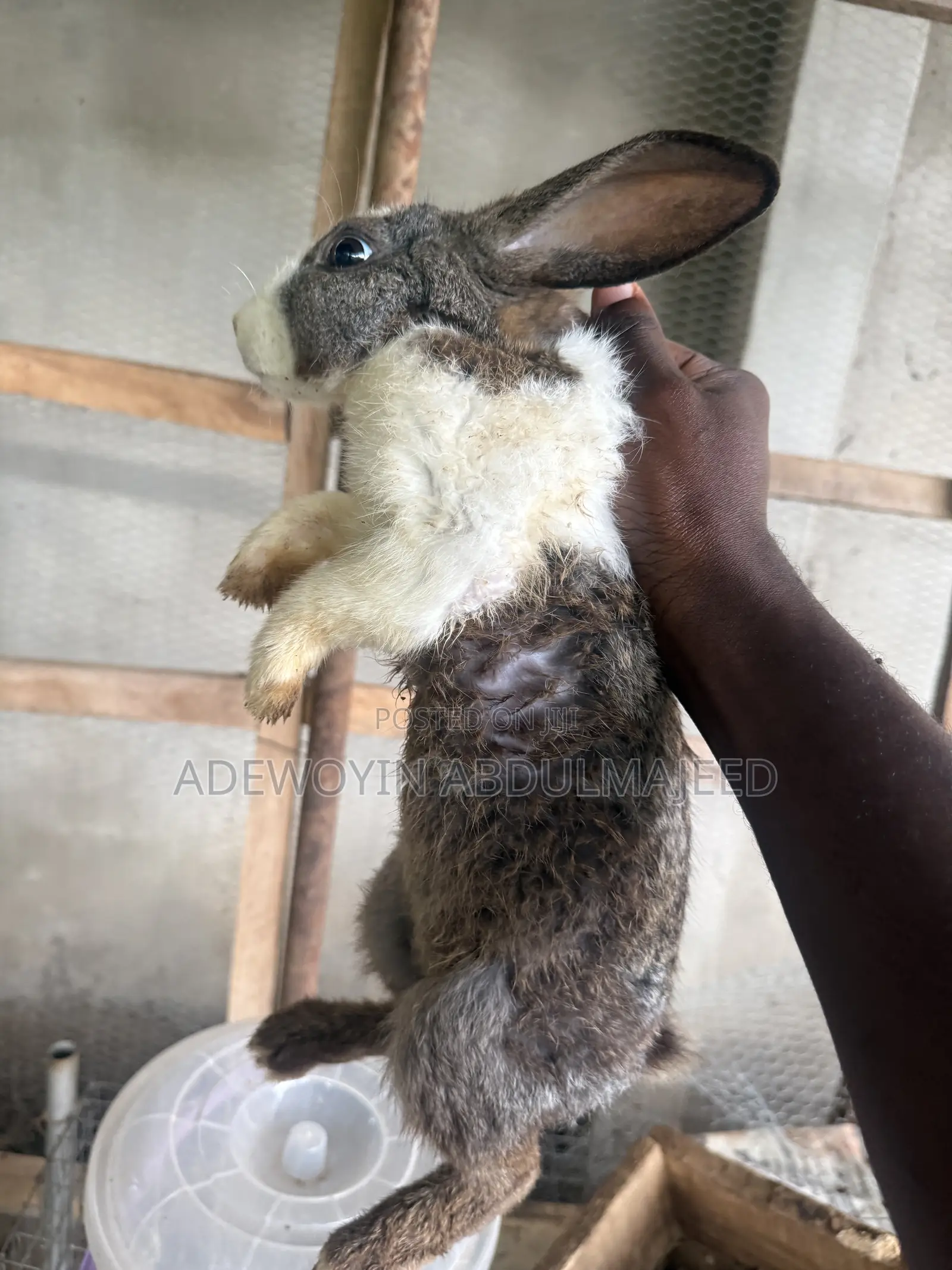 Matured Rabbits