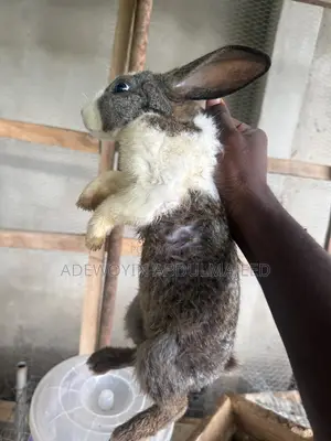 Matured Rabbits