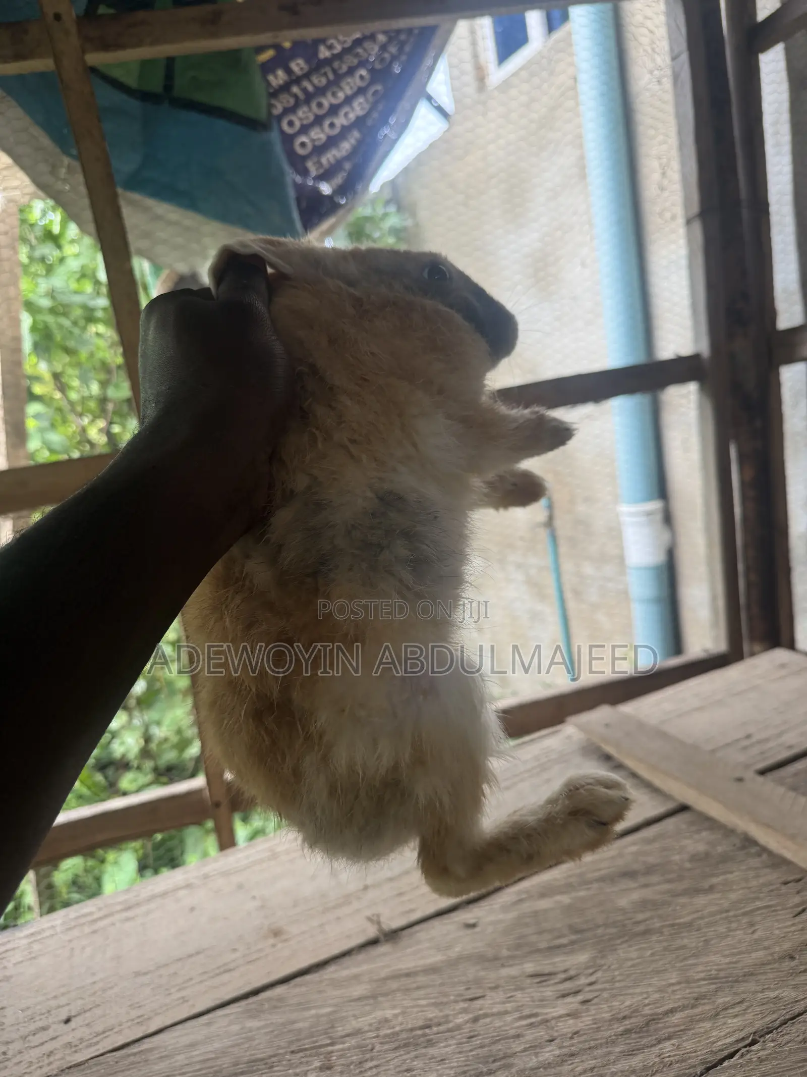 Matured Rabbits