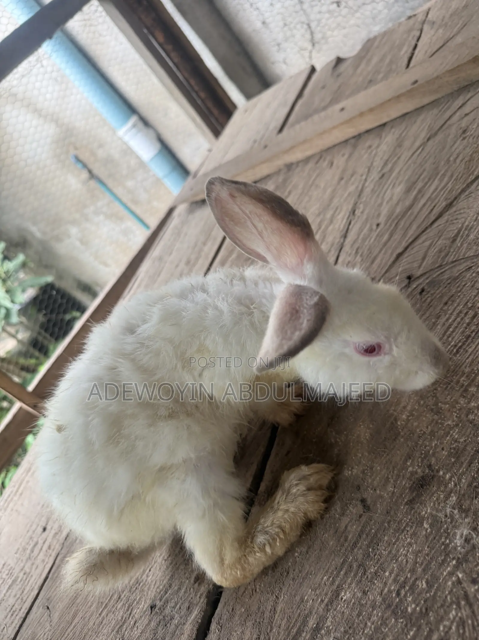 Matured Rabbits