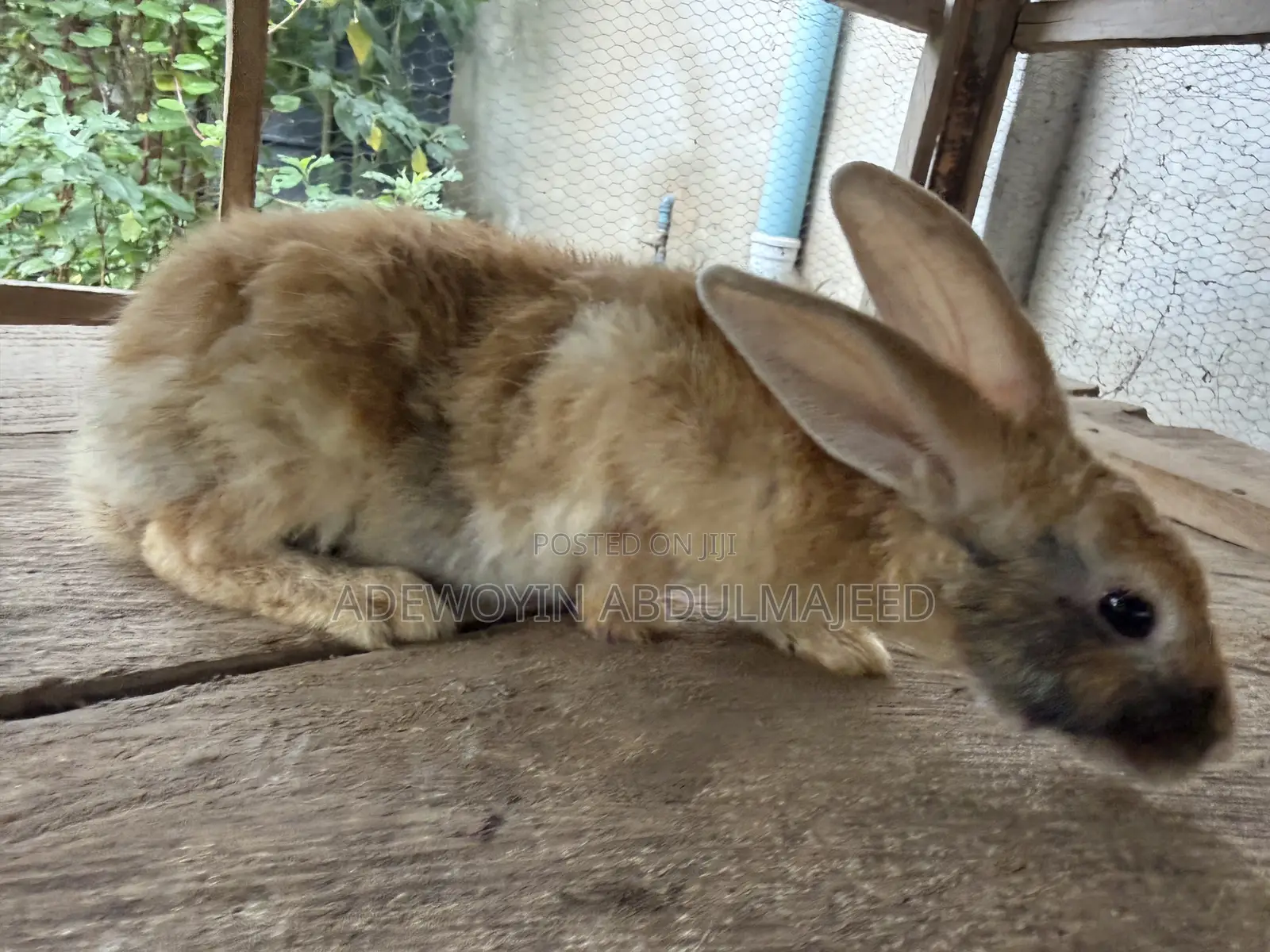 Matured Rabbits