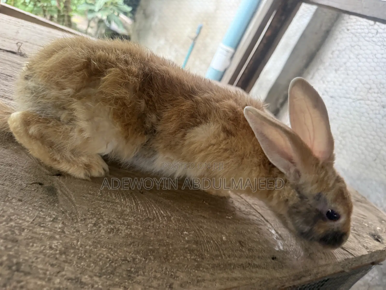 Matured Rabbits