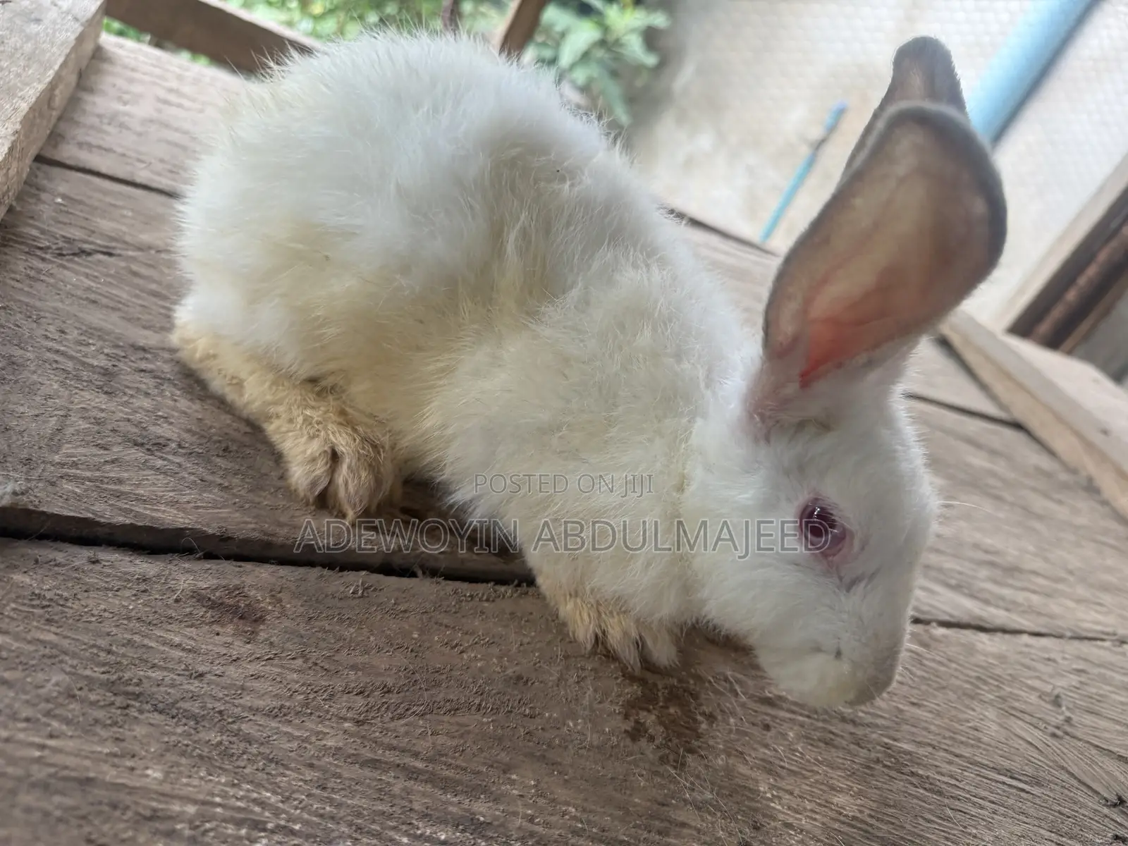 Matured Rabbits