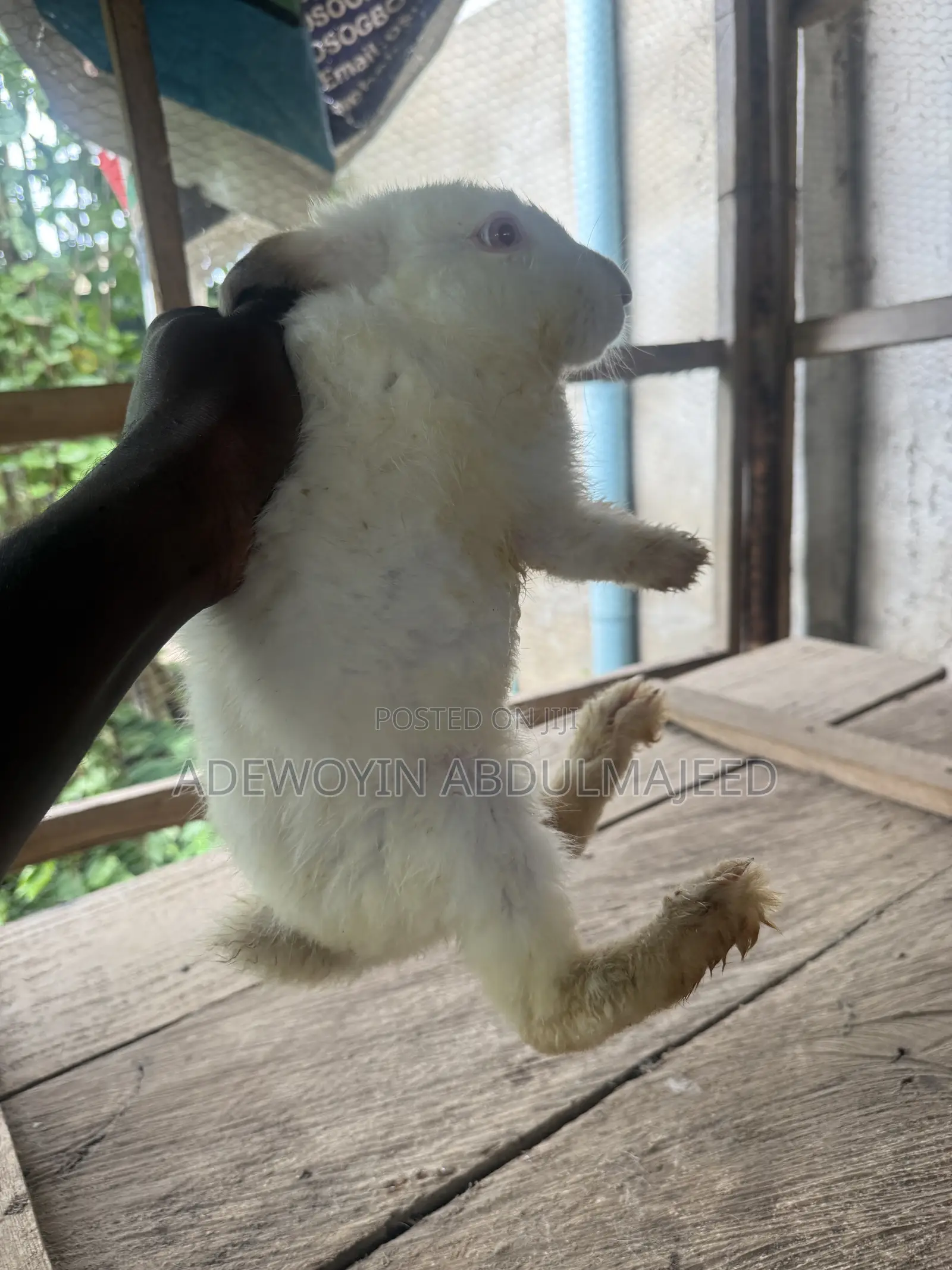 Matured Rabbits