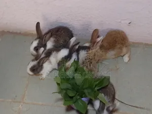 1-7 Months Old New Zealand Rabbits