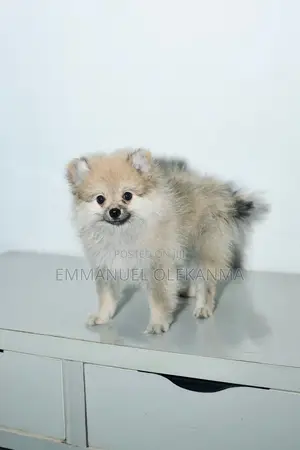 1-3 months Female Purebred Pomeranian