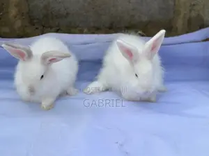 Angora Weaners