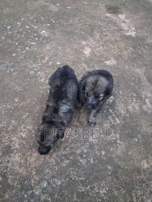 0-1 month Female Purebred German Shepherd