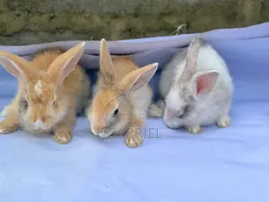 Magpie and Harlequin Rabbits