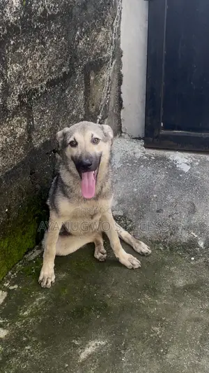 3-6 months Female Purebred German Shepherd