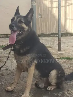 1+ year Male Purebred German Shepherd