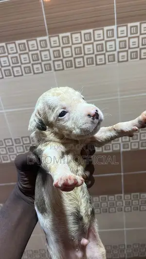 1-3 months Female Purebred American Pit Bull Terrier