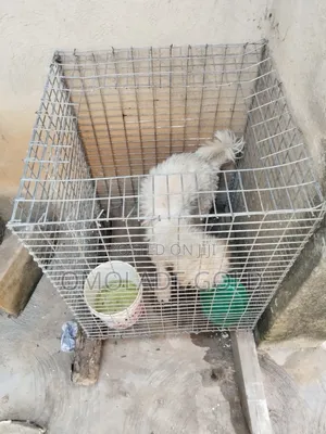 1+ year Female Purebred Lhasa Apso