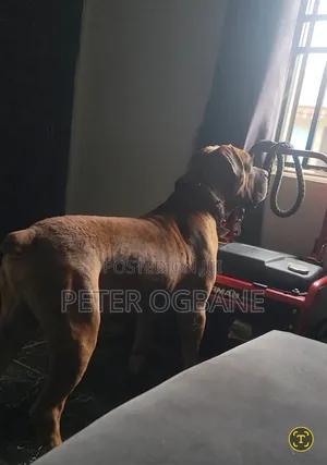 1+ year Male Purebred Boerboel