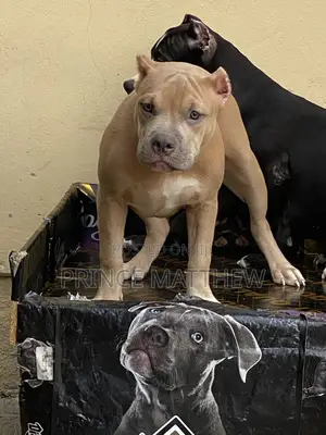 3-6 months Female Purebred American Bully