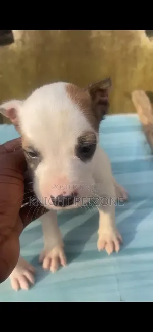 1-3 months Male Purebred American Pit Bull Terrier