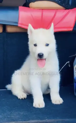 1-3 months Male Purebred Siberian Husky