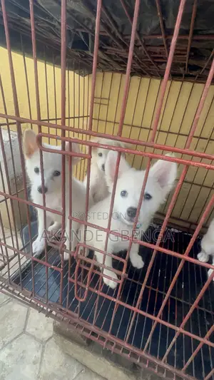 1-3 months Male Purebred American Eskimo
