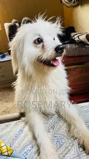 1+ year Male Mixed Breed Dog