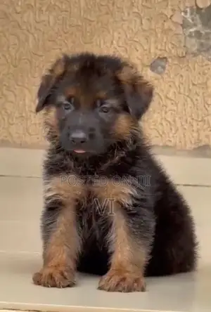 1-3 months Male Purebred Boerboel