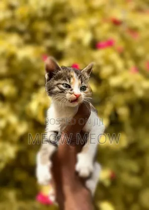 0-1 month Female Purebred American Shorthair